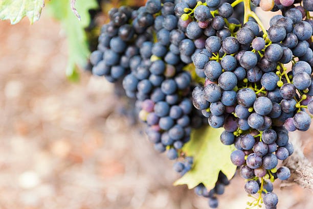 Organic Red Grapes Hanging in a Vineyard Organic Red Grapes Hanging in a Vineyard in Champagne, France. The Champagne region is an area known for wine of good quality. champagne grapes stock pictures, royalty-free photos & images