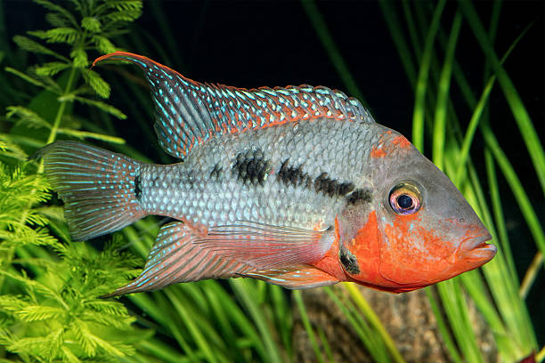 istock Portrait of cichlid fish from genus Thorichthys 610574938