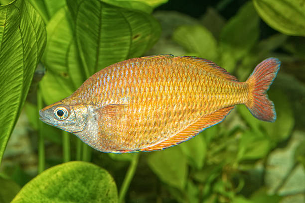 istock Portrait of rainbowfish (Melanotaenia herbertaxelrodi) in aquarium 610574972