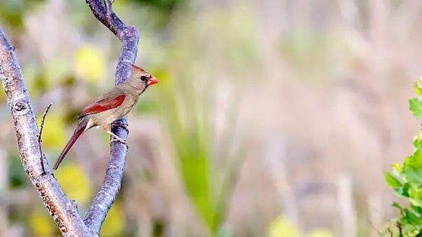 Redbird, Cardinalis cardinalis, female on a branch, copy space included