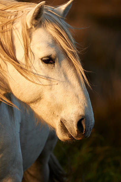 istock Portrait of a white horse 610578064