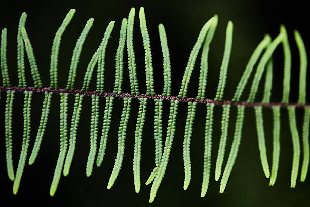 Fern Detail Waipoua Kauri Forest, Dargaville, New Zealand.  waipoua forest stock pictures, royalty-free photos & images