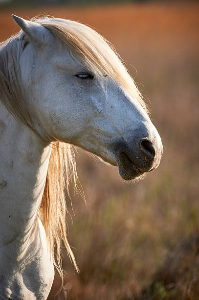 istock Portrait of a white horse 610578414