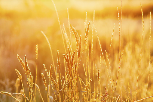 Beautiful golden grass field at sunset. Selective focus