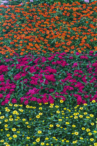 three flower pattern background