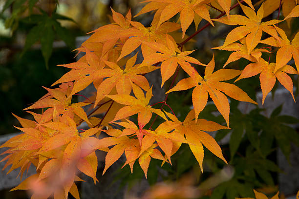 istock Leaf of the maple which turned yellow 610579916