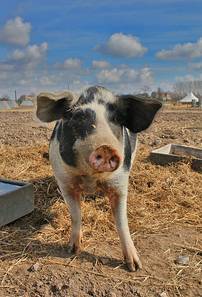 istock Close up of a pig 610581010