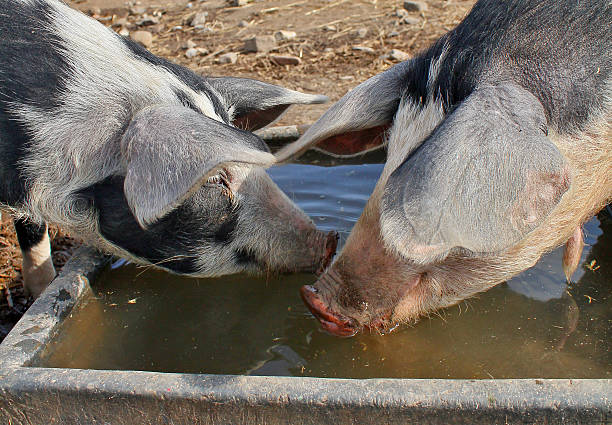 istock Close up of two pigs 610581106