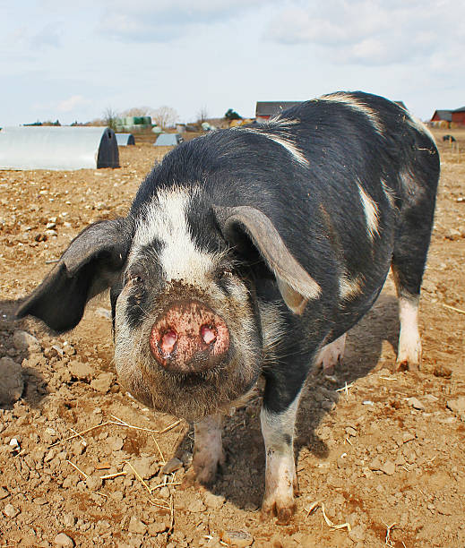 istock Close up of a pig 610581198