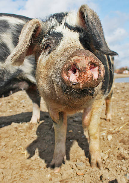 istock Close up of a pig 610581330