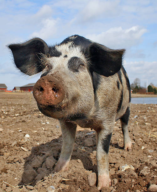 istock Close up of a pig 610581428