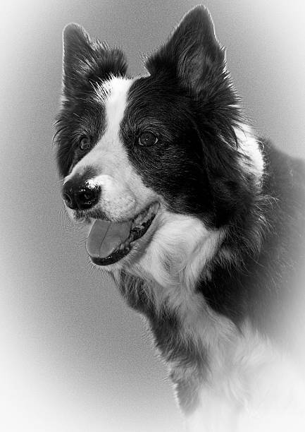 Considered the most intelligent of all the domestic dog breeds, the alert stance of a Border Collie is typical of this hard-working and highly-energetic sheep dog. Also one of the most obedient and loyal dogs, they make dependable and reliable companions and are the true stereotype of man's best friend