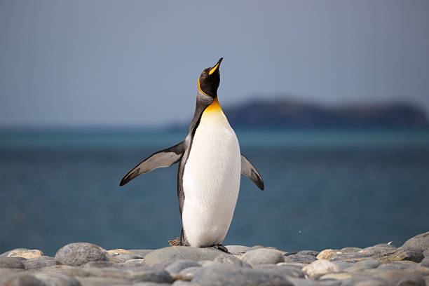 pinguim-rei faz uma chamada em south georgian pebble beach - pinguim de schlegel - fotografias e filmes do acervo