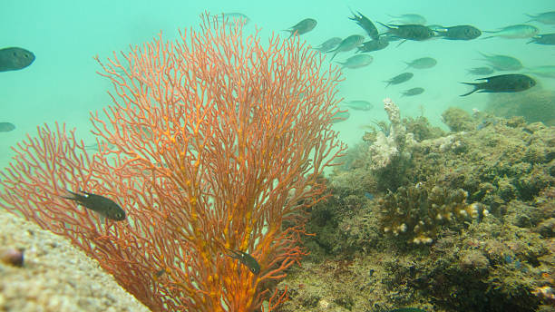 Colorful sea fan, gorgonian Colorful sea fan, gorgonian in the coral reef coral gorgonian coral hydra reef stock pictures, royalty-free photos & images