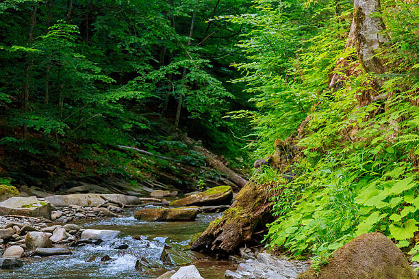 istock Spring time along the Little Pigeon River in the 610585172