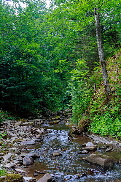 istock Spring time along the Little Pigeon River in the 610585296