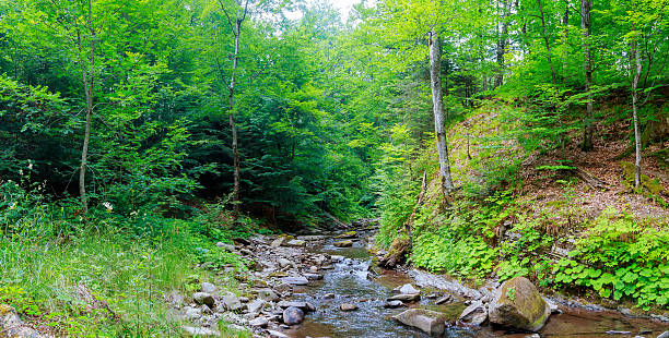istock Spring time along the Little Pigeon River in the 610585352