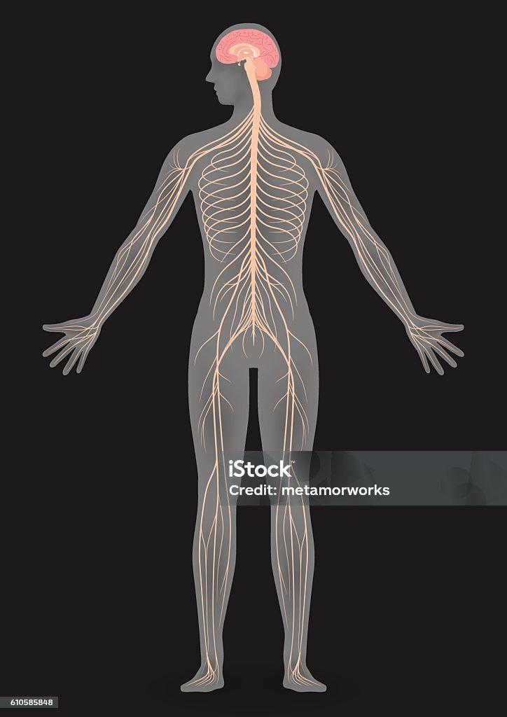 human body silhouette and nervous system human body silhouette and nervous system, vector illustration Human Nervous System stock vector