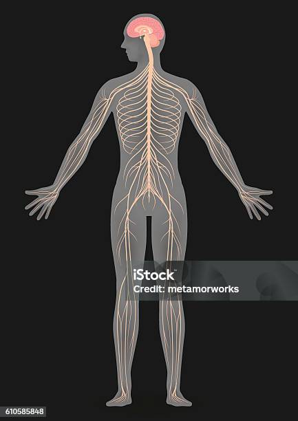 Human Body Silhouette And Nervous System Stock Illustration - Download Image Now - Human Nervous System, In Silhouette, Order