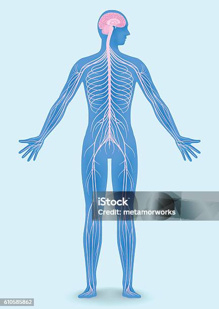 人体シルエットと神経系 - 神経系統のベクターアート素材や画像を多数ご用意 - 神経系統, 人体, 背骨