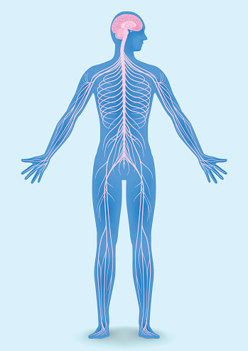 human body silhouette and nervous system, vector illustration
