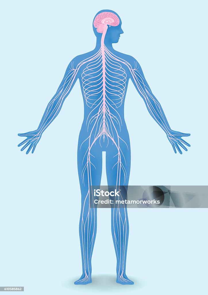 human body silhouette and nervous system human body silhouette and nervous system, vector illustration Human Nervous System stock vector