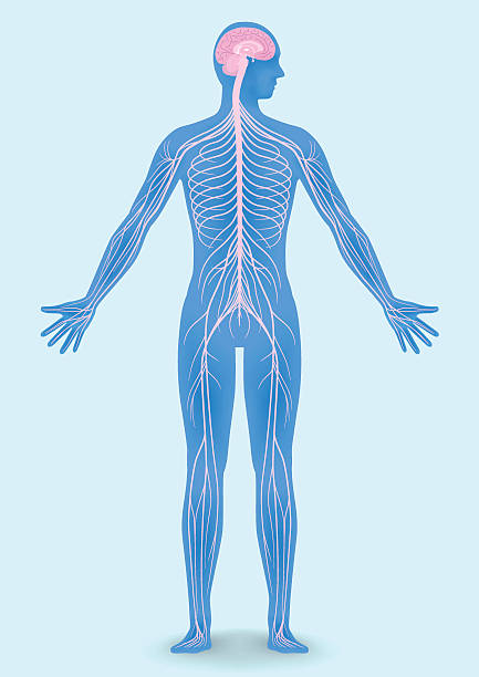 human body silhouette and nervous system human body silhouette and nervous system, vector illustration human nervous system illustrations stock illustrations