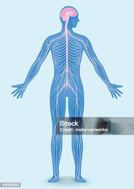 Human Body Silhouette And Nervous System Stock Illustration - Download Image Now - Human Nervous System, The Human Body, In Silhouette