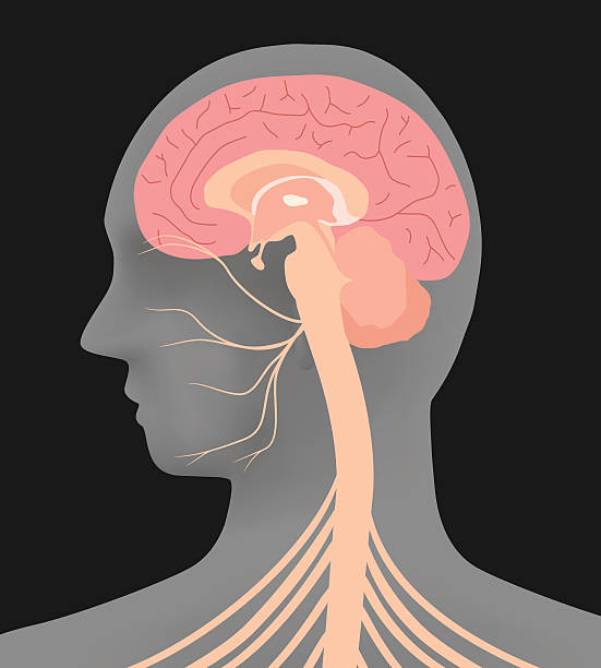 人間の頭のシルエットと顔面神経、ベクトルイラスト - medulla oblongata点のイラスト素材／クリップアート素材／マンガ素材／アイコン素材
