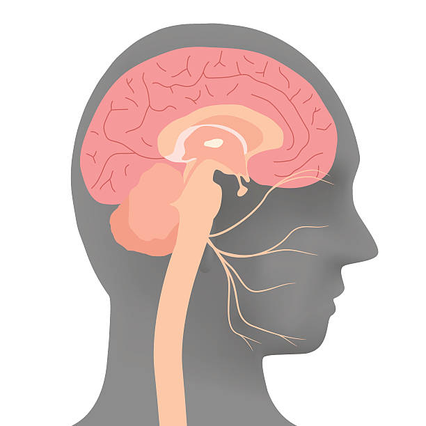 인간의 머리 실루엣과 얼굴 신경, 벡터 일러스트 - medulla oblongata stock illustrations