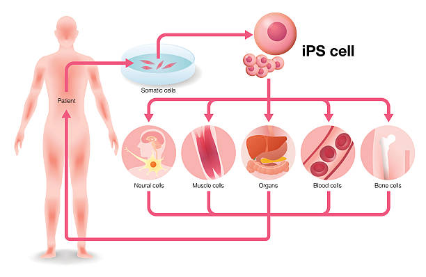 induced pluripotent stem cell (iPS cell) and regenerative medicine induced pluripotent stem cell (iPS cell) and regenerative medicine, vector illustration electromagnetic induction stock illustrations