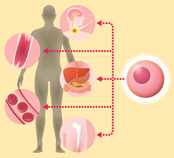 induced pluripotent stem cell (iPS cell) and regenerative medicine induced pluripotent stem cell (iPS cell) and regenerative medicine, vector illustration electromagnetic induction stock illustrations