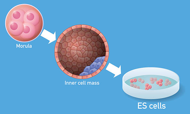 Embryonic stem cell (ES cell) and regenerative medicine Embryonic stem cell (ES cell) and regenerative medicine, vector illustration stem cell illustrations stock illustrations
