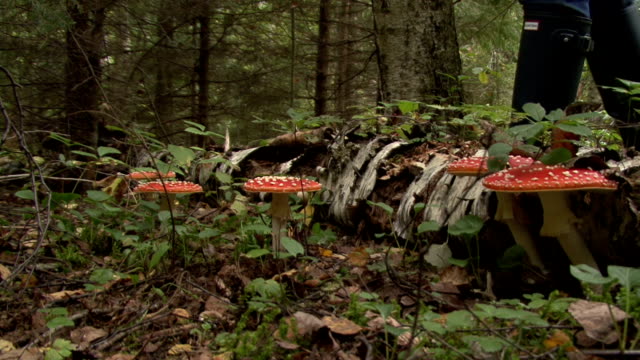 Fly Agaric Mushroom In Autumn Forest