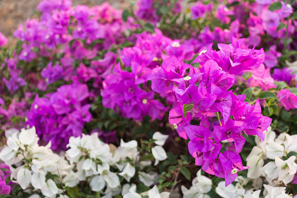 istock Pink Bougainvillea flowers 610646994