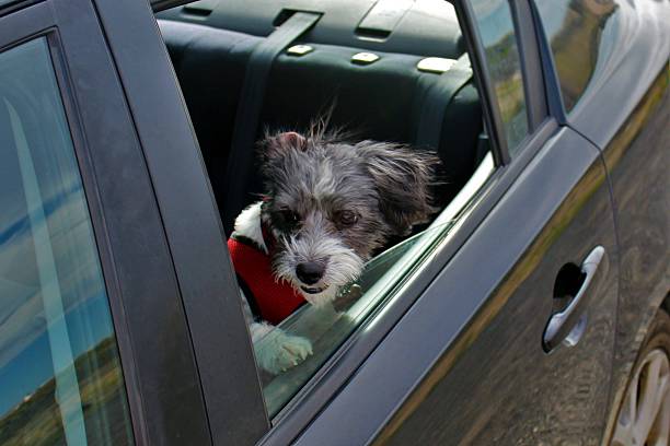 istock Small Puppy Sticking Head Out Car Window 610647162