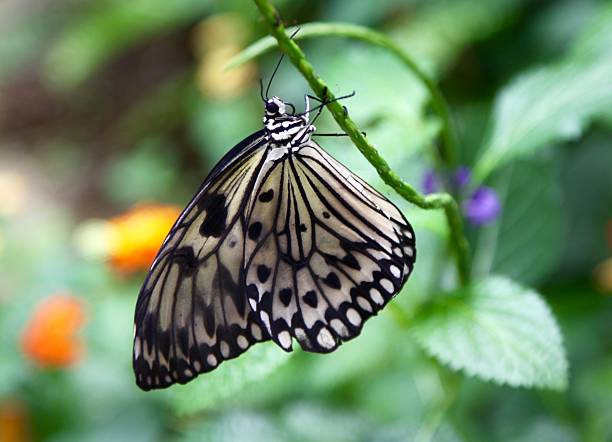 istock Butterfly Hanging On By Its Feet 610647946