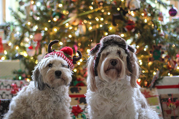 istock tibetan terriers at Xmas 610648230