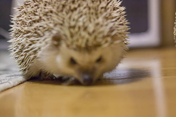 istock Cute hedgehog in my room 610648762