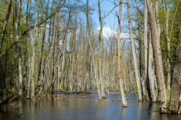 istock Trees in Briesetal, a flooded valley in Germany 610649086