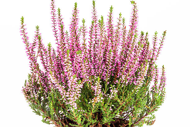 Flowers of pink Calluna vulgaris in pot on white background Flowers of pink Calluna vulgaris in pot on white background. heather flower stock pictures, royalty-free photos & images