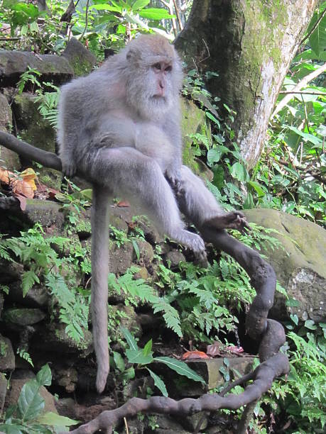 istock Older Balinese long-tailed monkey looks on in thought 610649460