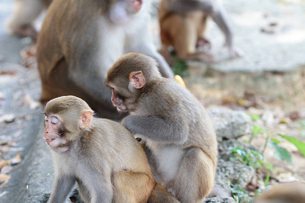 istock monkey in Kam Shan Country Park, Kowloon 610649488