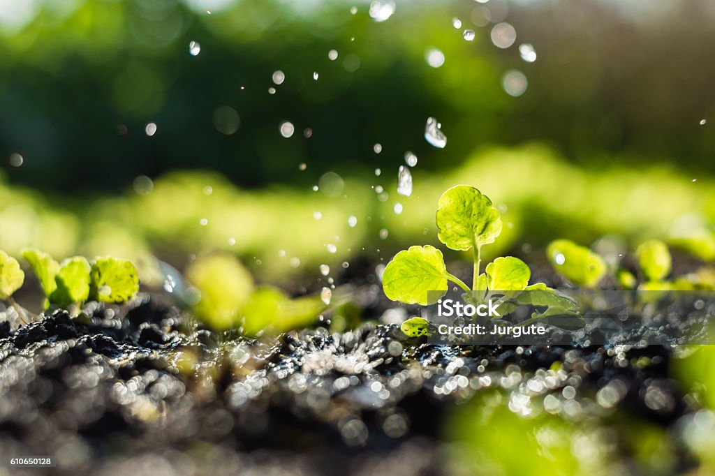 Plantez des germes dans le champ et l’agriculteur l’arrose - Photo de Eau libre de droits