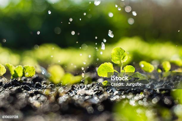 Photo libre de droit de Plantez Des Germes Dans Le Champ Et Lagriculteur Larrose banque d'images et plus d'images libres de droit de Eau