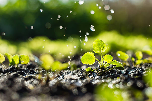 Plant sprouts in the field and farmer  is watering it stock photo