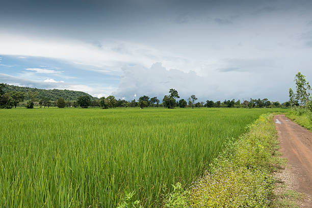 istock Paddy fields showing nearly mature rice, with dramatic tropical 610650272