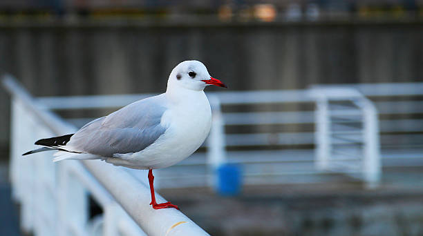 istock Holiday of the seabird 610651010
