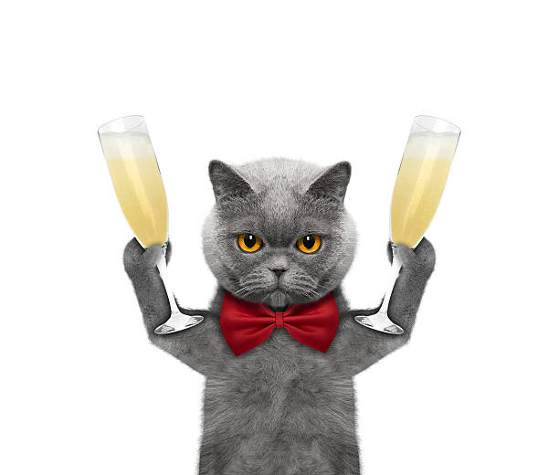 Cat on a holiday with a glass of champagne stock photo