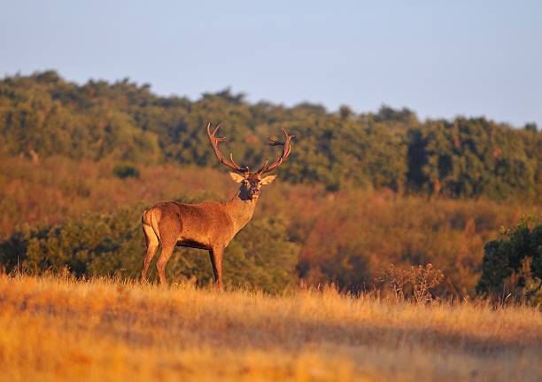 istock Adult red deer stag. 610651880